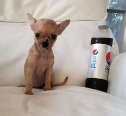 Chihuahua Puppy for sale in Seminole, FL, USA