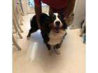 Bernese Mountain Dog Puppy for sale in Evansville, IN, USA