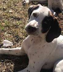 German Shorthaired Pointer Puppy for sale in Pensacola, FL, USA