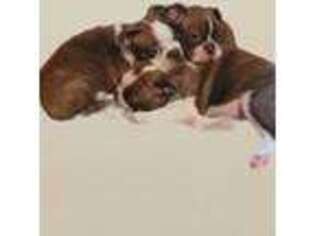 Boston Terrier Puppy for sale in Erie, CO, USA