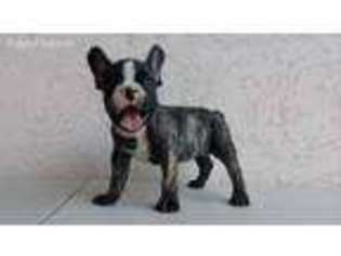 French Bulldog Puppy for sale in San Marcos, TX, USA