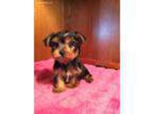 Yorkshire Terrier Puppy for sale in Epps, LA, USA