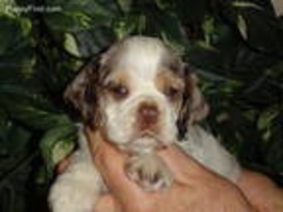 Cocker Spaniel Puppy for sale in Farmersburg, IN, USA