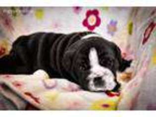 Bulldog Puppy for sale in Leonard, MI, USA