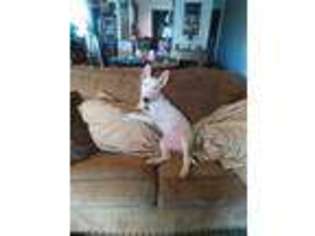 Bull Terrier Puppy for sale in Edmond, OK, USA