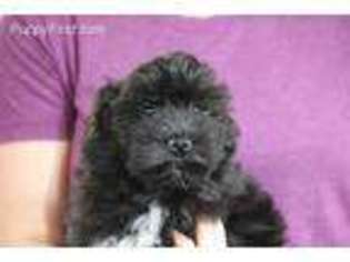 Cavachon Puppy for sale in Quakertown, PA, USA