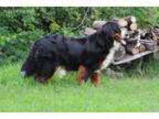Bernese Mountain Dog Puppy for sale in Cushing, WI, USA