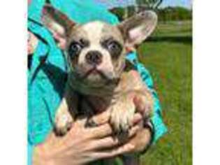 French Bulldog Puppy for sale in Baytown, TX, USA