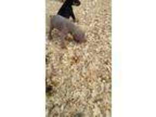 Doberman Pinscher Puppy for sale in Mount Pleasant, IA, USA