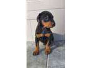 Doberman Pinscher Puppy for sale in Middlebury, IN, USA