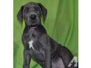 Great Dane Puppy for sale in ALLENDALE, MI, USA