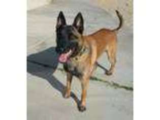 Belgian Malinois Puppy for sale in Cathedral City, CA, USA