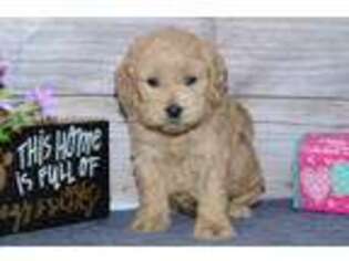 Cock-A-Poo Puppy for sale in Moulton, IA, USA