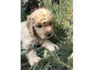 Goldendoodle Puppy for sale in Shingle Springs, CA, USA