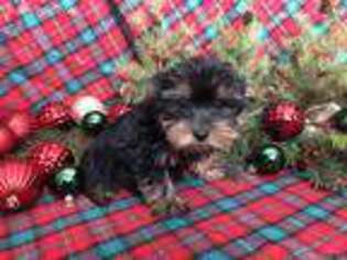 Yorkshire Terrier Puppy for sale in Fyffe, AL, USA