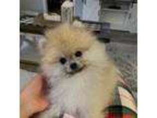 Pomeranian Puppy for sale in Bluffton, SC, USA