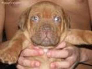 American Bull Dogue De Bordeaux Puppy for sale in Williamsburg, KY, USA