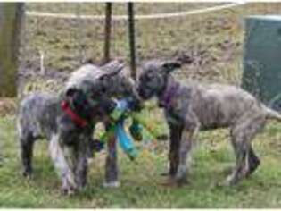 Irish Wolfhound Puppy for sale in Kingston, OH, USA