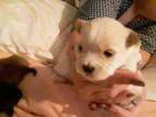 Bichon Frise Puppy for sale in Columbia, MO, USA