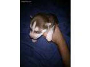 Siberian Husky Puppy for sale in Wichita, KS, USA