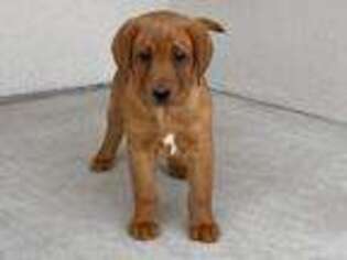 Labrador Retriever Puppy for sale in Fallon, NV, USA