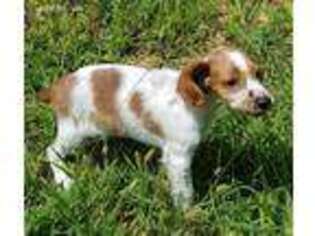 Mutt Puppy for sale in Carlisle, KY, USA