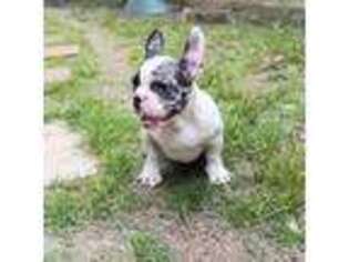 French Bulldog Puppy for sale in Carthage, TX, USA
