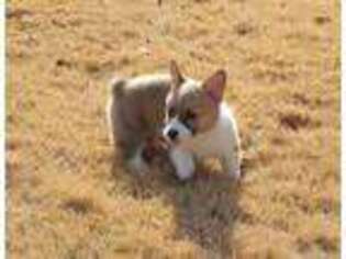Pembroke Welsh Corgi Puppy for sale in Hillsboro, MO, USA