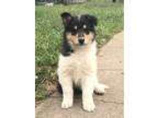 Collie Puppy for sale in Colby, KS, USA