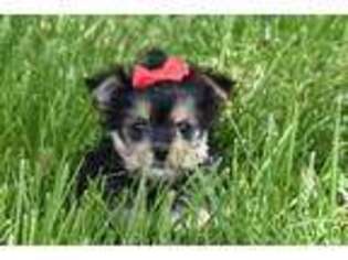 Mutt Puppy for sale in Eldorado, OH, USA