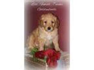 Goldendoodle Puppy for sale in Alpha, KY, USA