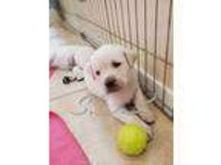 Labrador Retriever Puppy for sale in Waddell, AZ, USA