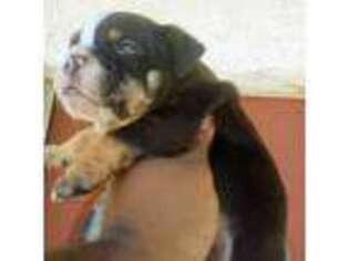 Miniature Bulldog Puppy for sale in Florence, AZ, USA