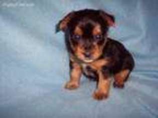 Yorkshire Terrier Puppy for sale in Gresham, WI, USA