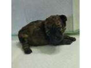 Mutt Puppy for sale in Grand Saline, TX, USA
