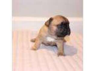 French Bulldog Puppy for sale in Yonkers, NY, USA