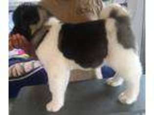 Akita Puppy for sale in Covelo, CA, USA