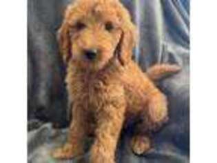 Goldendoodle Puppy for sale in Glen Saint Mary, FL, USA