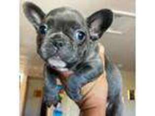 French Bulldog Puppy for sale in Lake Hughes, CA, USA