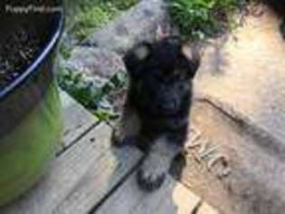 German Shepherd Dog Puppy for sale in East Bend, NC, USA