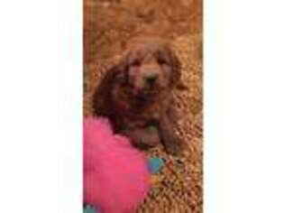 Goldendoodle Puppy for sale in Sheboygan Falls, WI, USA