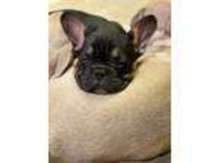 French Bulldog Puppy for sale in Whitney Point, NY, USA