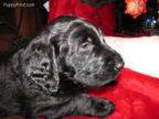Labradoodle Puppy for sale in Plymouth, IN, USA