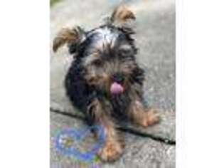 Yorkshire Terrier Puppy for sale in Lake Jackson, TX, USA