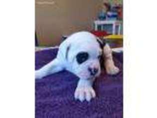 American Bulldog Puppy for sale in Oak Grove, AR, USA