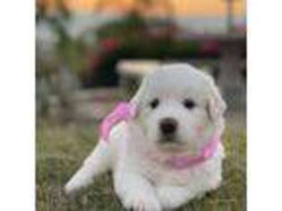 Great Pyrenees Puppy for sale in San Diego, CA, USA
