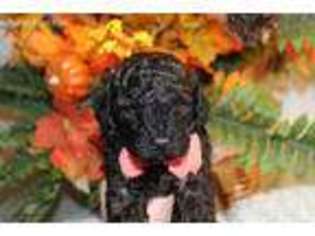 Mutt Puppy for sale in Stanley, NM, USA