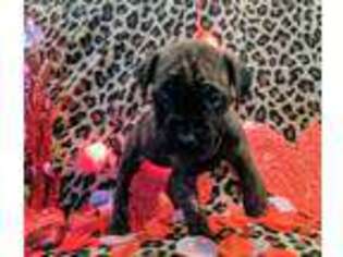 Mastiff Puppy for sale in Andrews, TX, USA