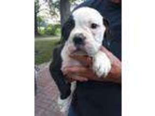 Olde English Bulldogge Puppy for sale in Plymouth, IN, USA