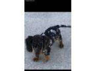 Dachshund Puppy for sale in Cassville, MO, USA